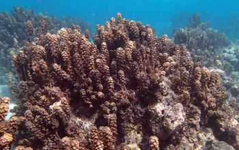 Patch reefs in the Moorea lagoon that are dominated by macroalgae.